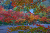 紅葉の永観堂