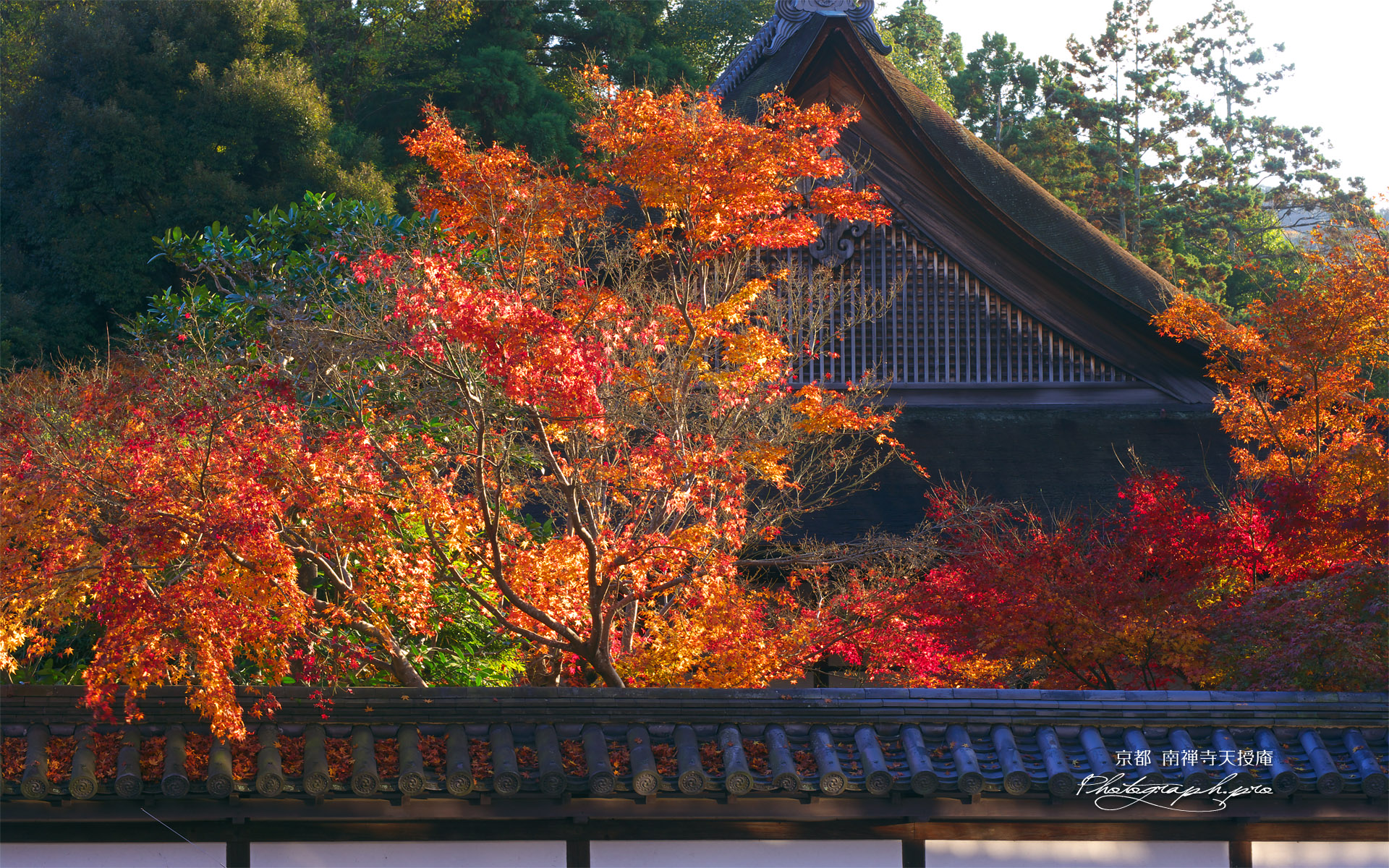 南禅寺天授庵 紅葉と方丈屋根