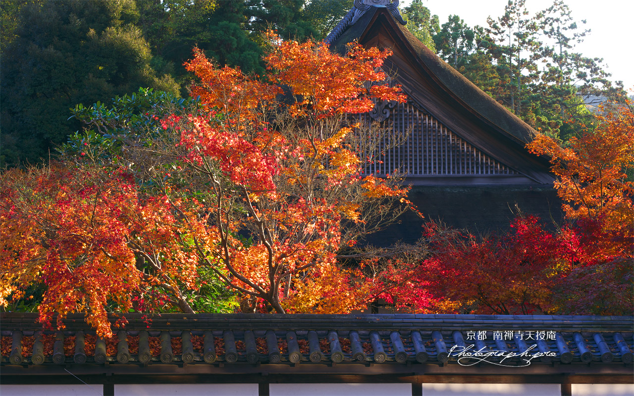 南禅寺天授庵 紅葉と方丈屋根 壁紙
