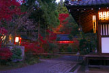 提灯灯る赤山禅院