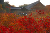 東福寺洗玉澗の紅葉に通天橋と方丈