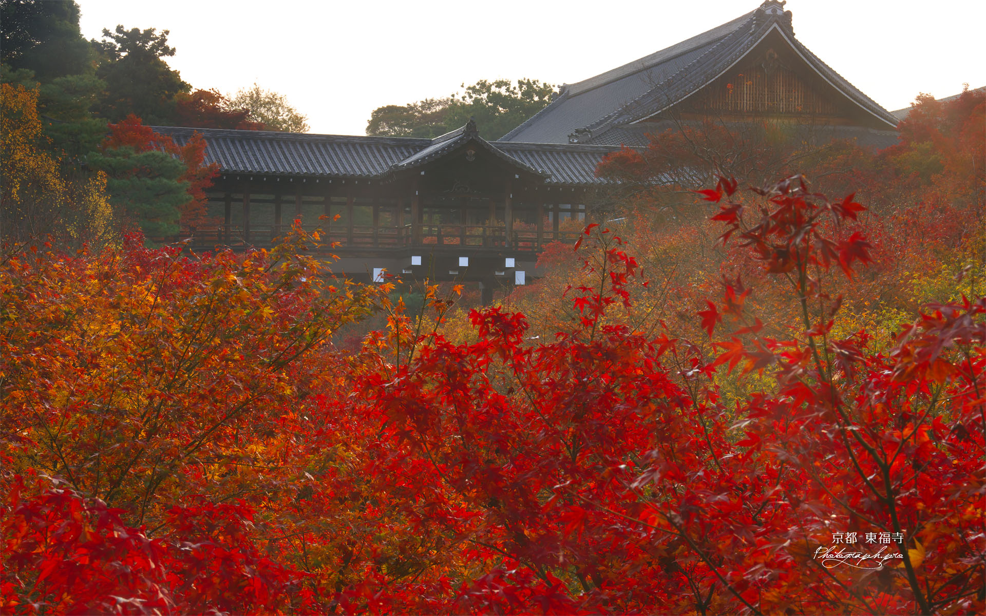 東福寺洗玉澗の紅葉に通天橋と方丈