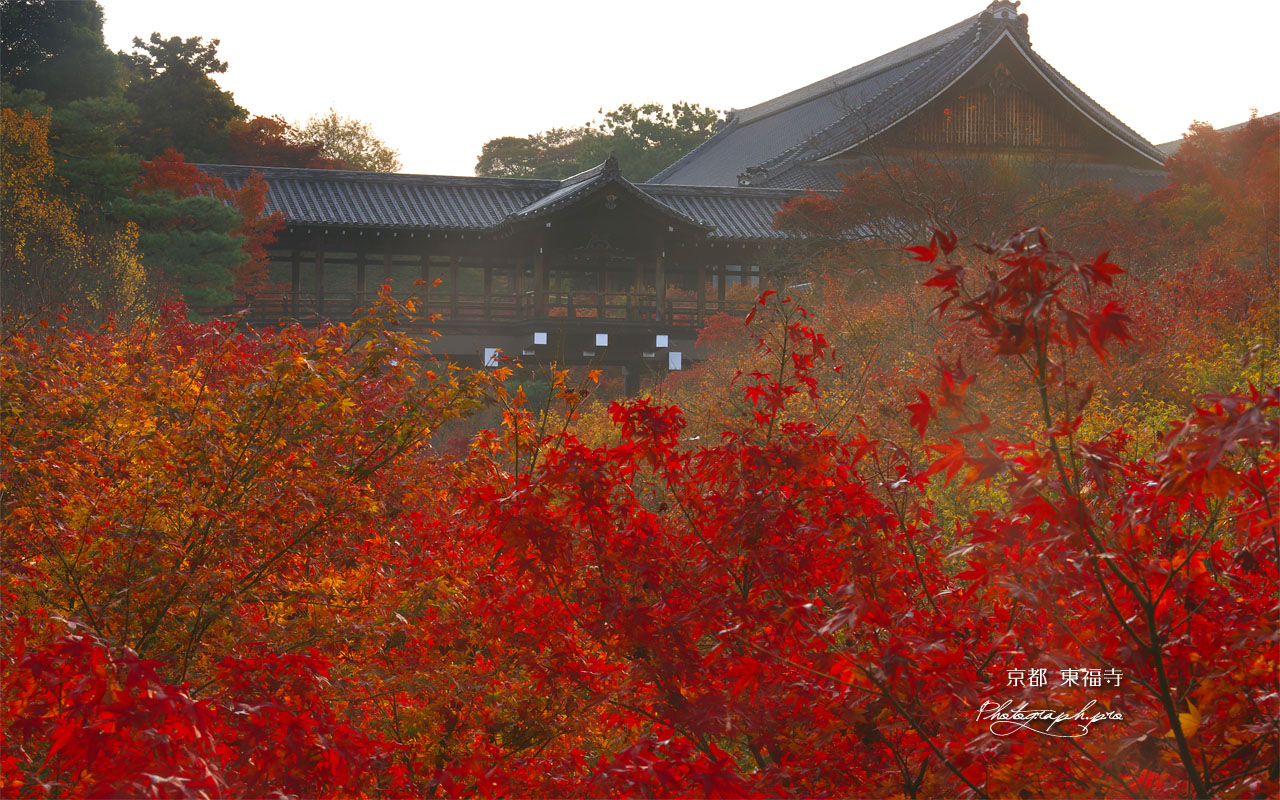 東福寺洗玉澗の紅葉に通天橋と方丈 壁紙