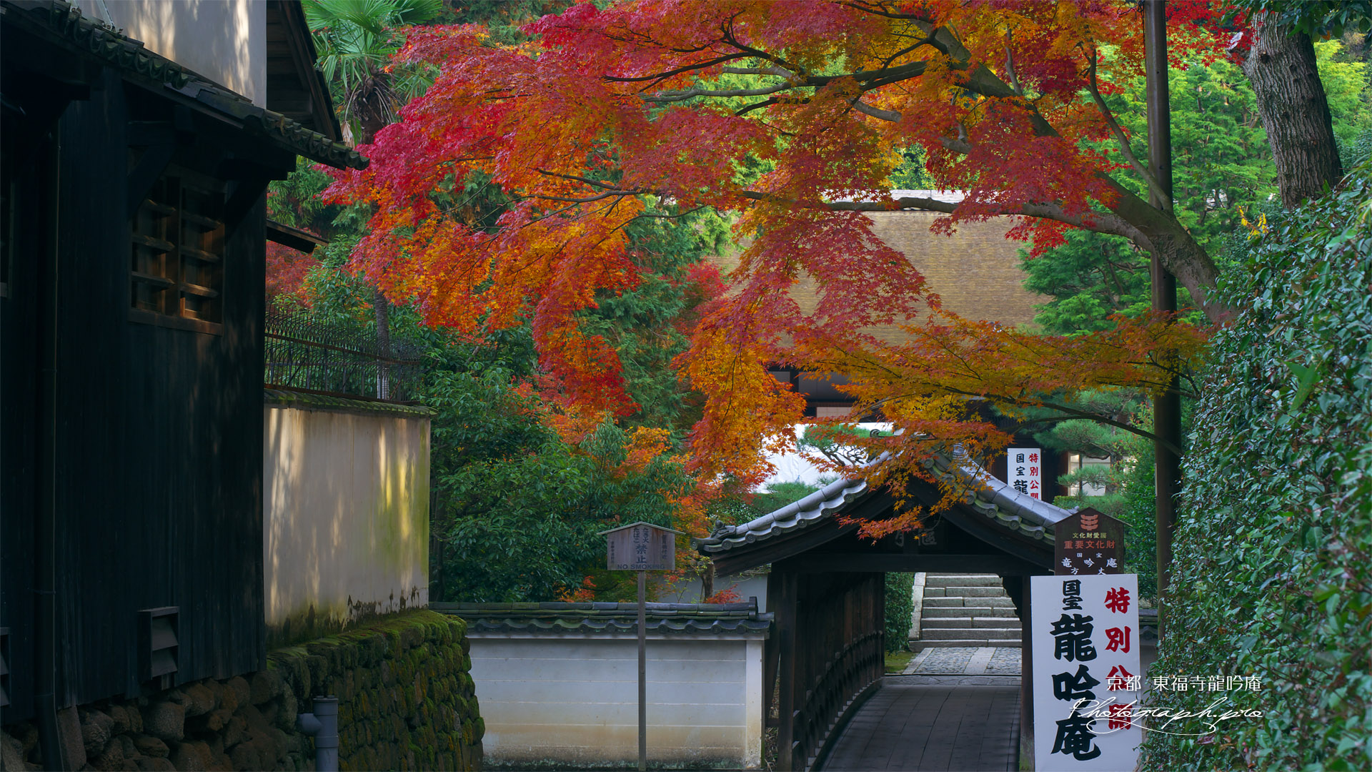 東福寺龍吟庵 紅葉越しに偃月橋と方丈