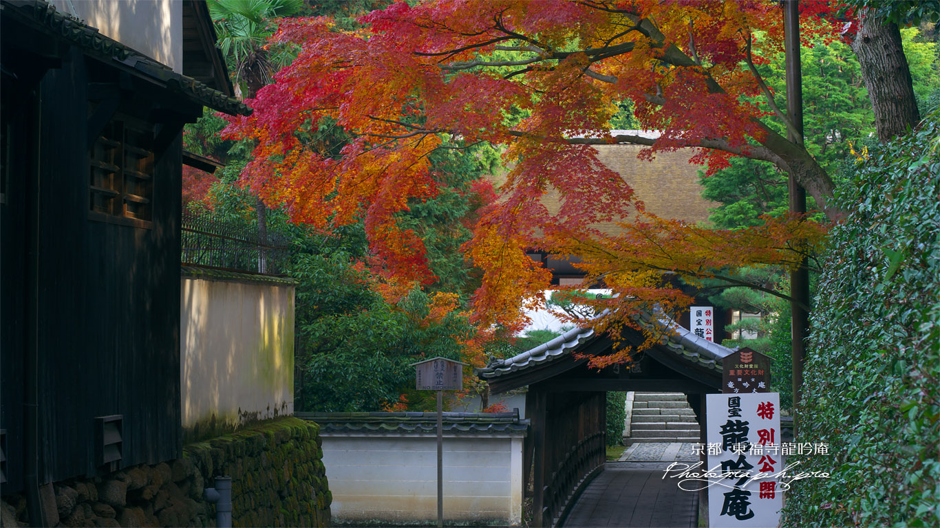 東福寺龍吟庵 紅葉越しに偃月橋と方丈 壁紙