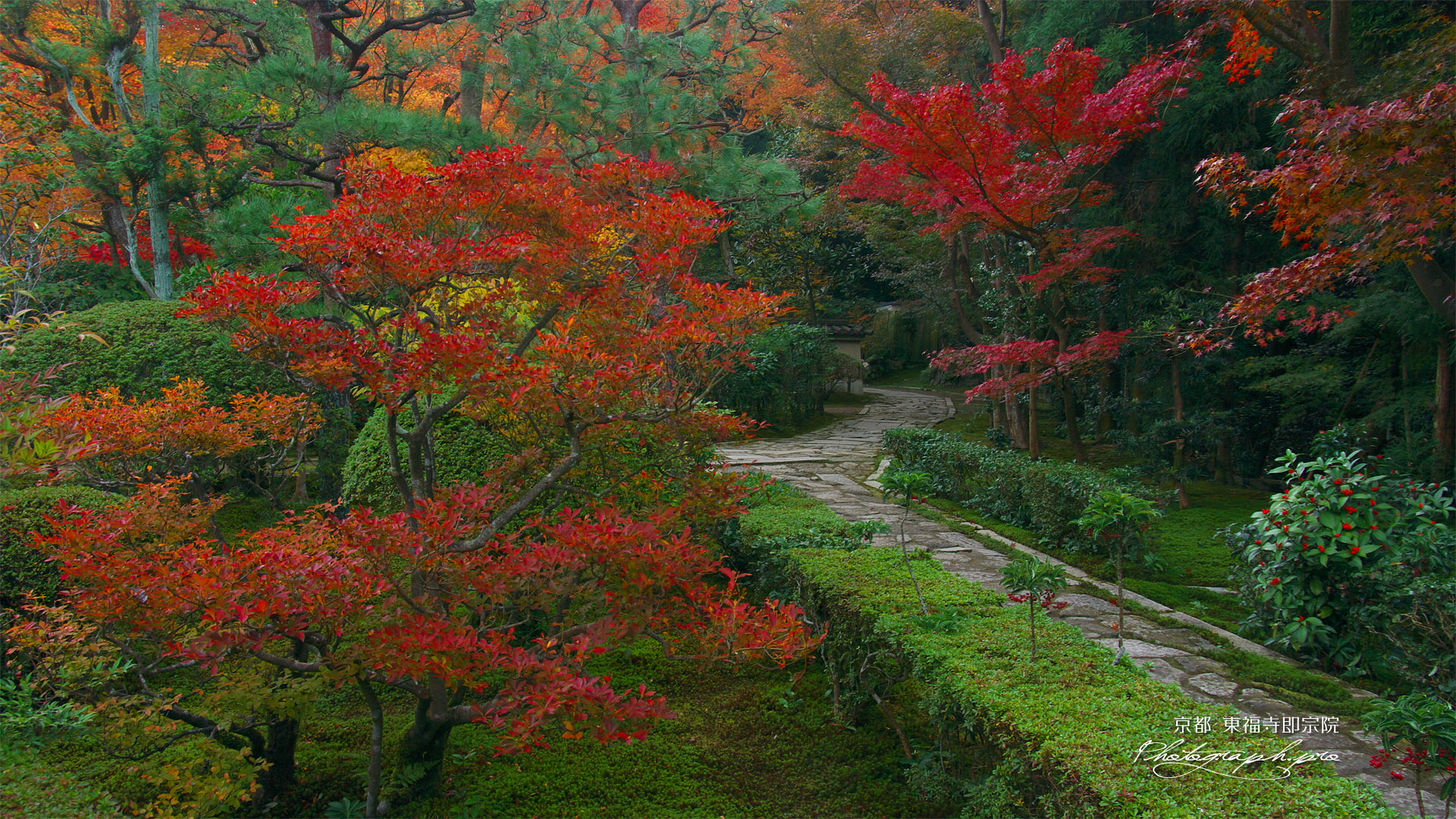 東福寺即宗院 庭園のドウダンツツジ紅葉