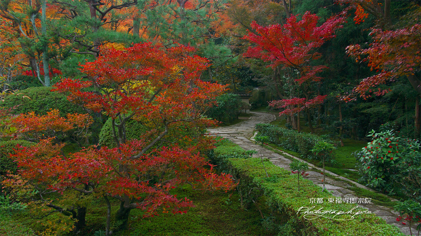 東福寺即宗院 庭園のドウダンツツジ紅葉 壁紙