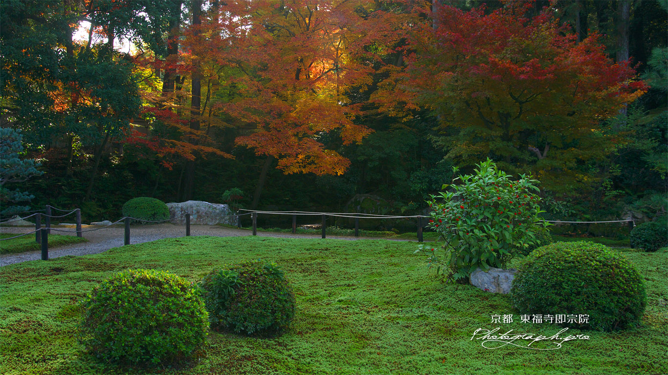 東福寺即宗院 庭園のセンリョウと紅葉 壁紙