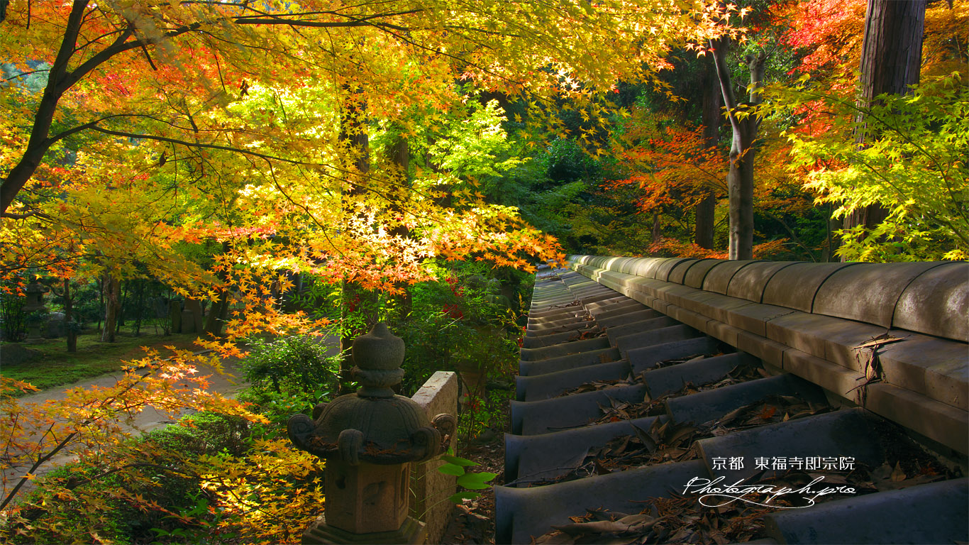 東福寺即宗院 板塀瓦と紅葉 壁紙