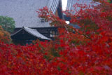 紅葉越しの東福寺方丈と仏殿