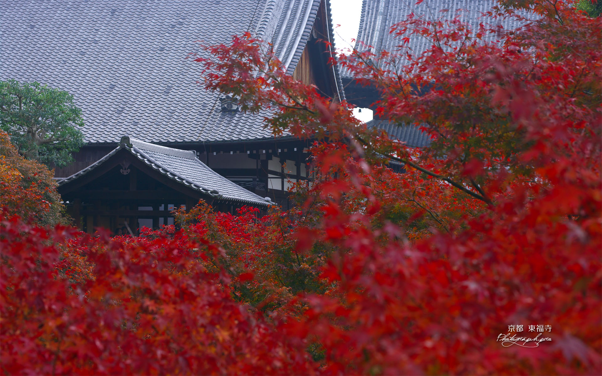 紅葉越しの東福寺方丈と仏殿