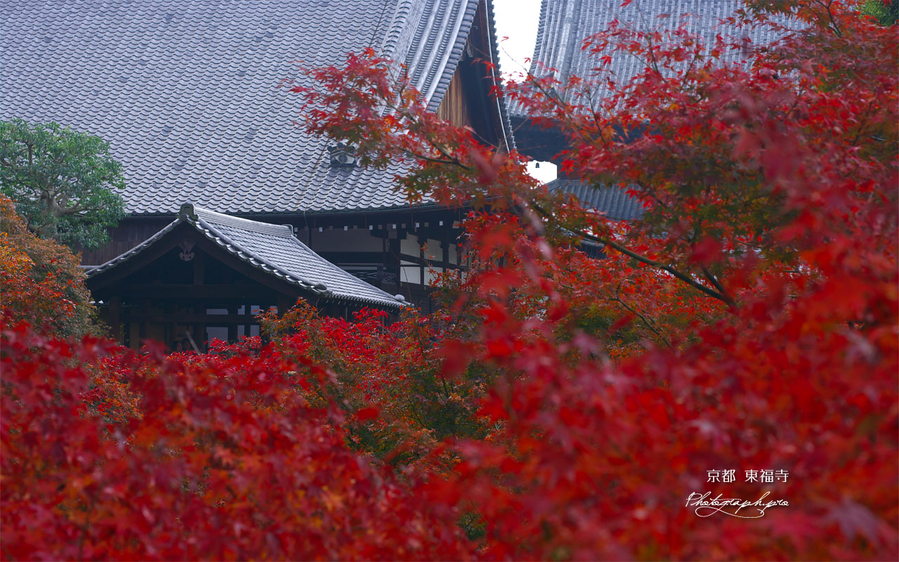 紅葉越しの東福寺方丈と仏殿 壁紙