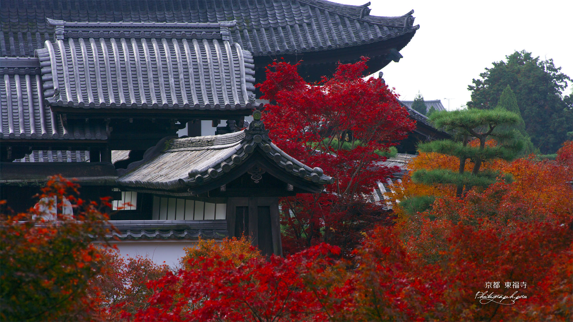 紅葉の東福寺方丈