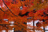 紅葉の東福寺経蔵