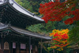 泉涌寺仏殿と紅葉