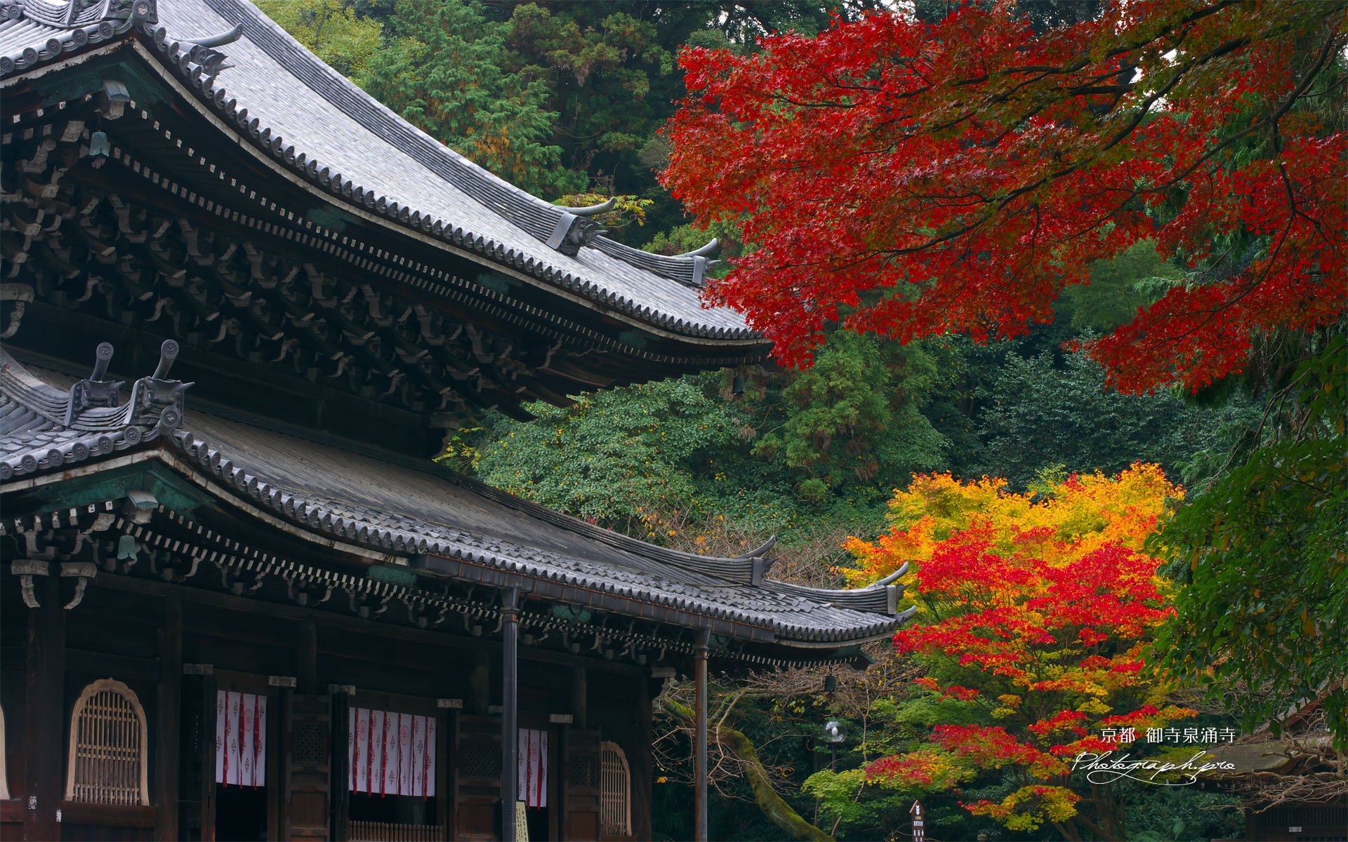 泉涌寺仏殿と紅葉