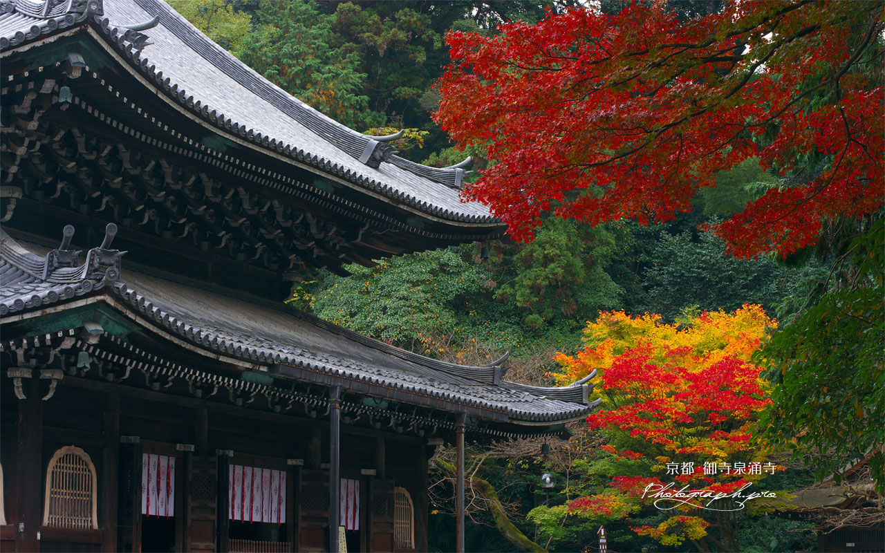 泉涌寺仏殿と紅葉 壁紙