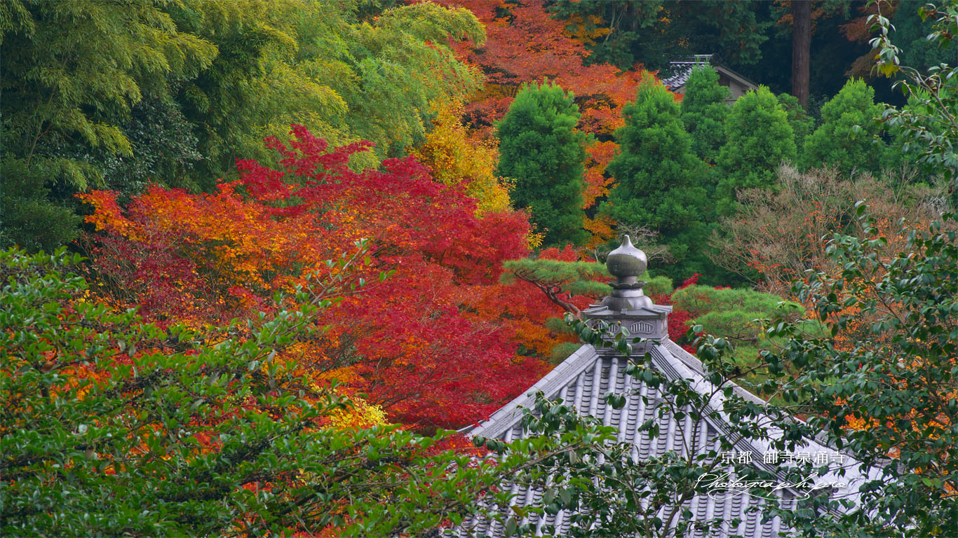 泉涌寺海会堂宝珠と紅葉 壁紙