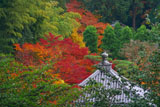 泉涌寺海会堂宝珠と紅葉