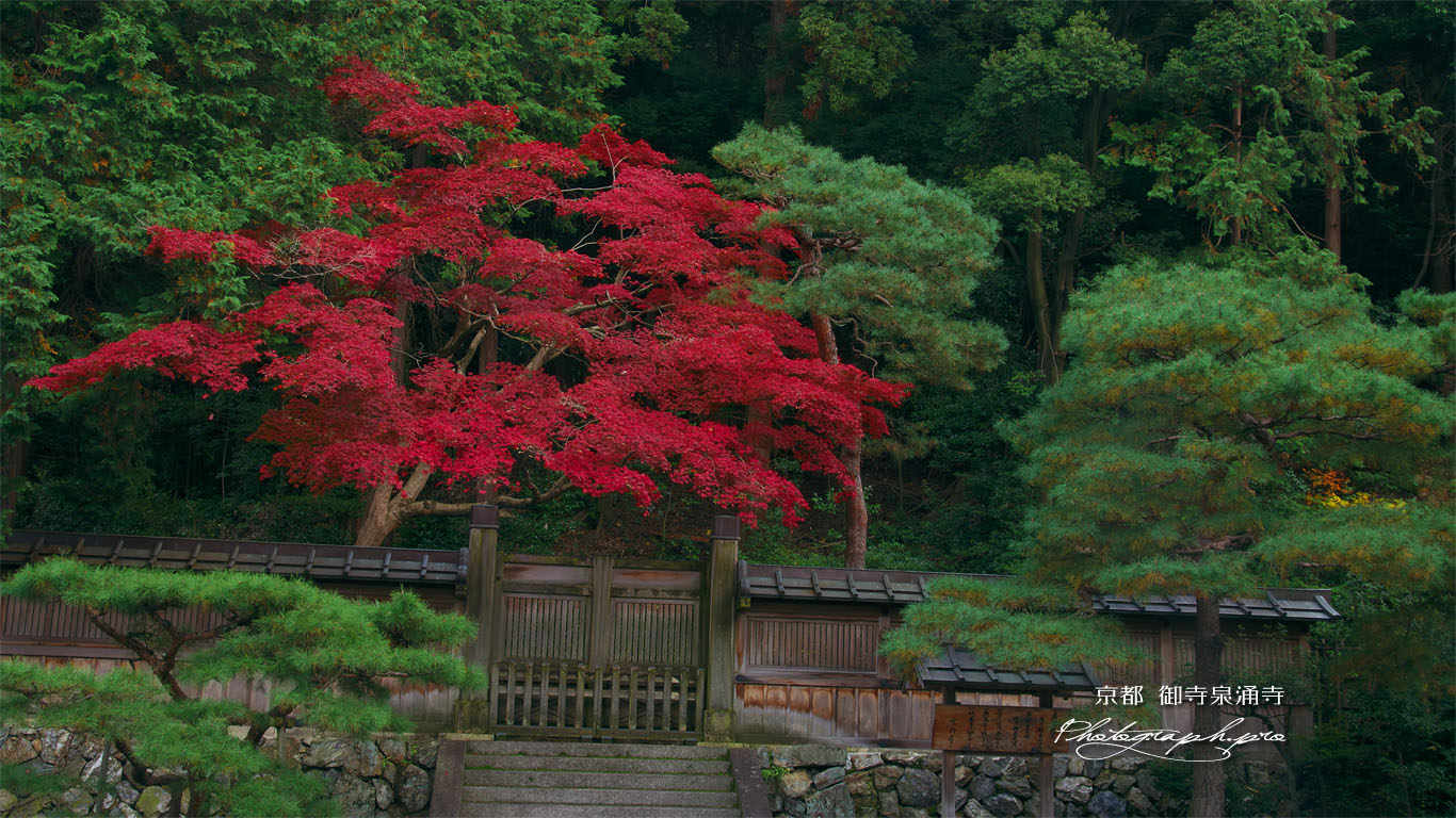 泉涌寺後月輪東山陵の紅葉 壁紙