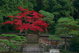 泉涌寺後月輪東山陵の紅葉
