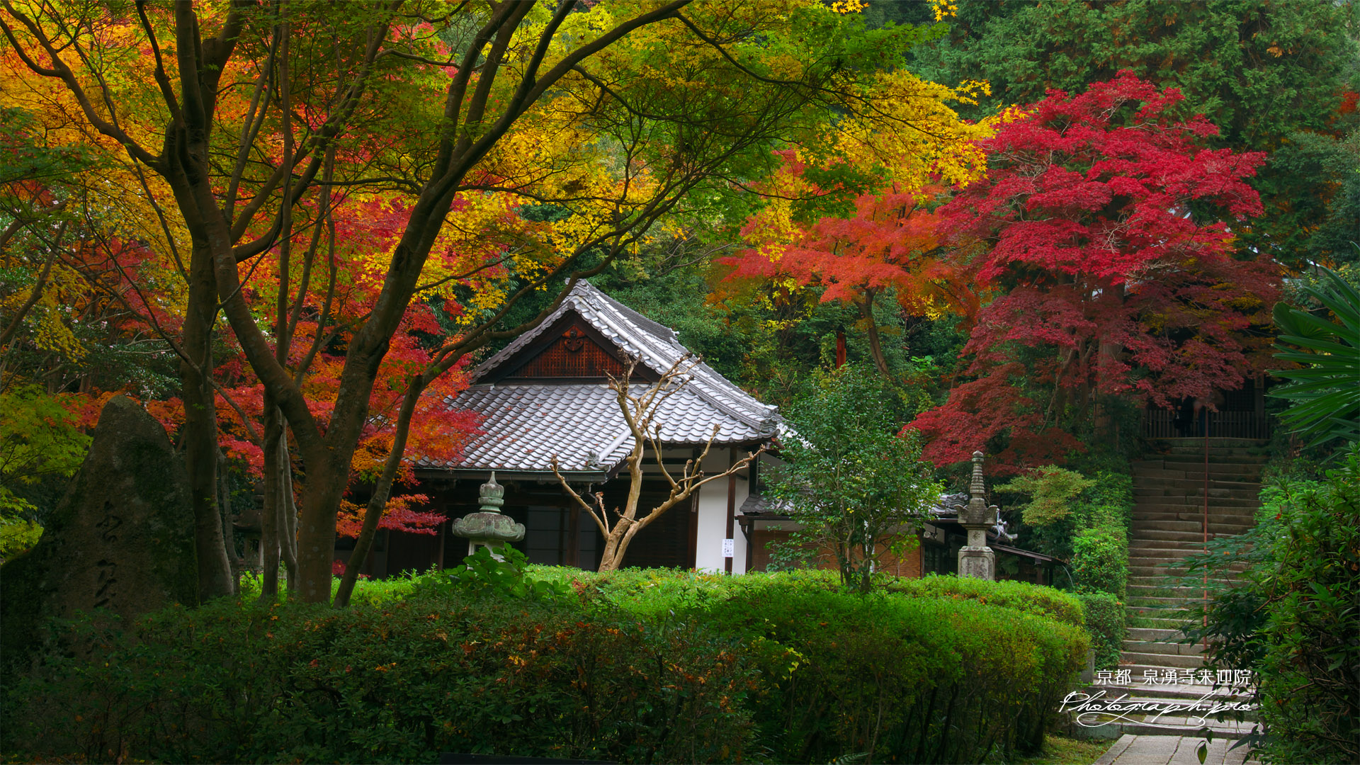 泉涌寺来迎院 三色紅葉