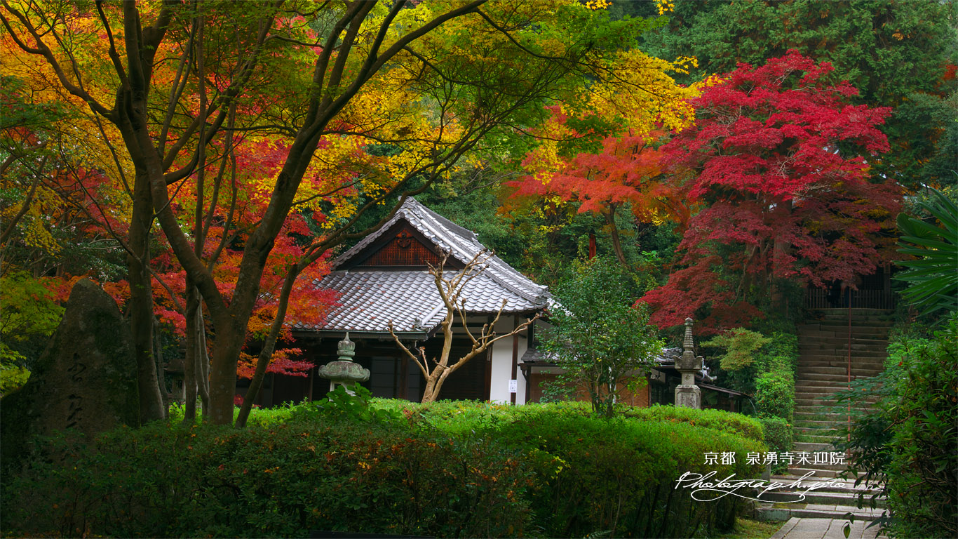 泉涌寺来迎院 三色紅葉 壁紙