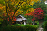 泉涌寺来迎院 三色紅葉