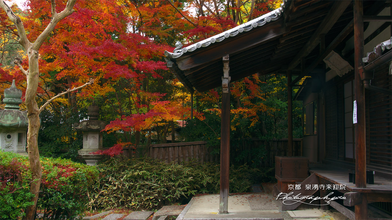泉涌寺来迎院 本堂と紅葉 壁紙