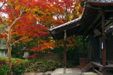 泉涌寺来迎院 本堂と紅葉