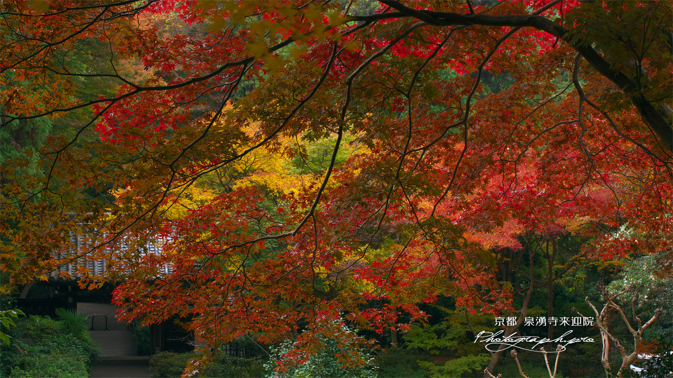 泉涌寺来迎院 紅葉越しの山門 壁紙
