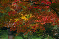 泉涌寺来迎院