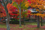 三色紅葉の通天橋