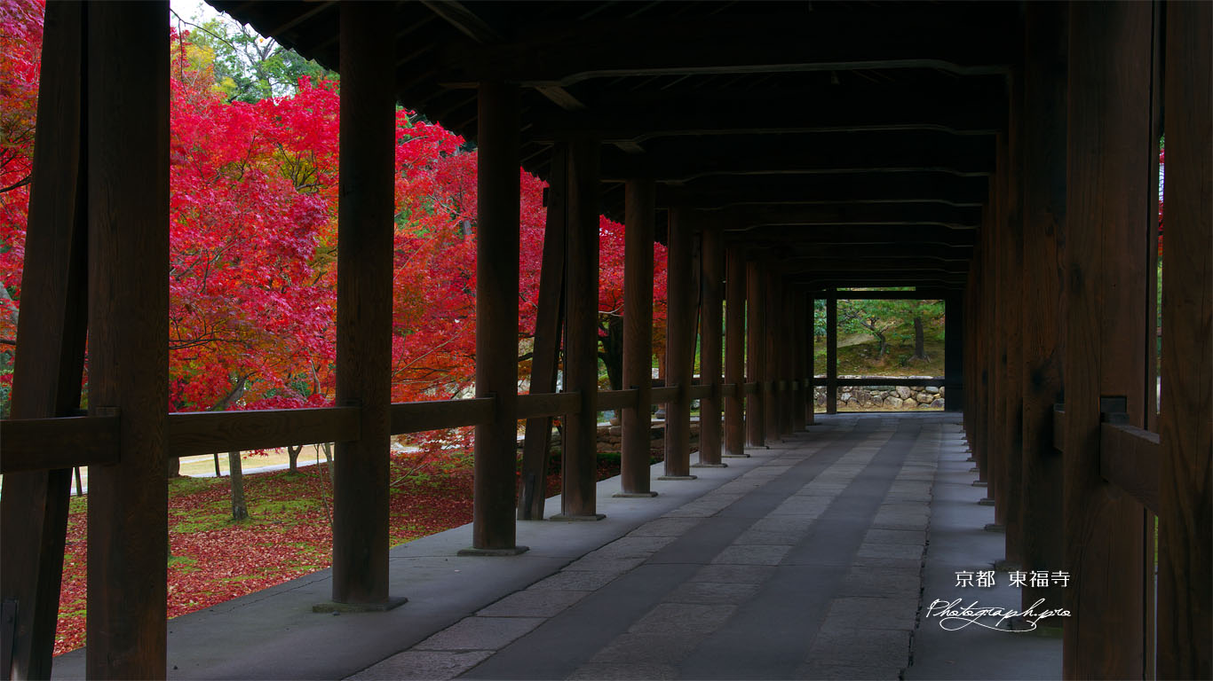 東福寺通天橋歩廊からの紅葉 壁紙