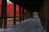 東福寺通天橋歩廊からの紅葉