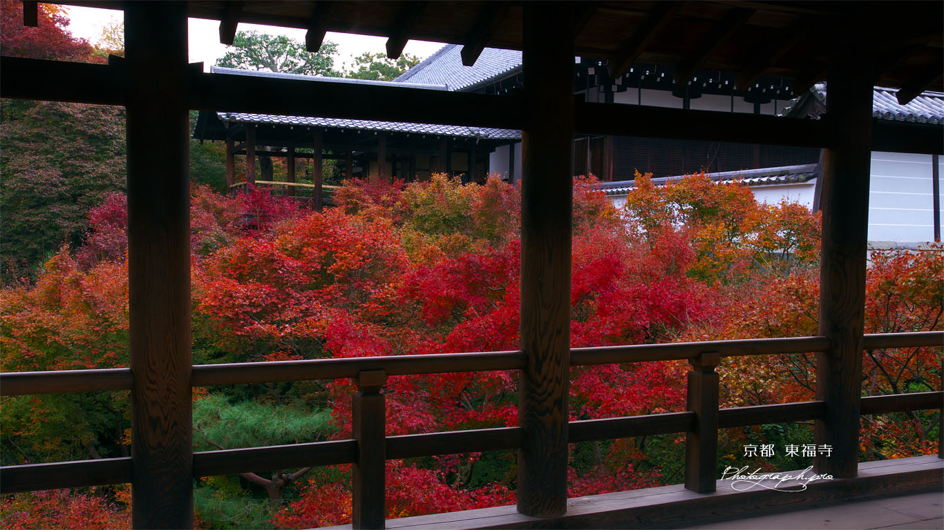 東福寺通天橋越しの紅葉と方丈 壁紙