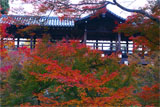 東福寺の通天紅葉