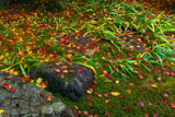 庭園の散り紅葉