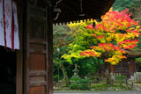泉涌水屋形と紅葉