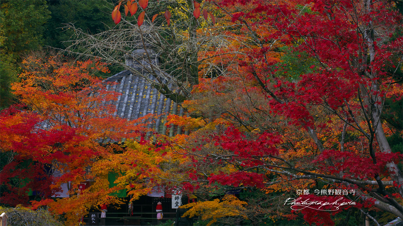 紅葉の今熊野観音寺大師堂 壁紙