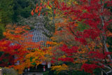 紅葉の今熊野観音寺大師堂