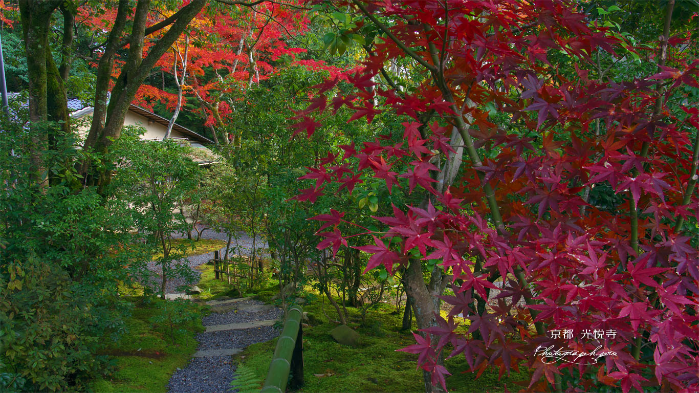 紅葉越しの光悦寺茶室 壁紙