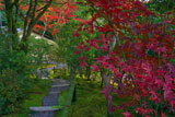 紅葉越しの光悦寺茶室