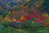 鷹ヶ峯の紅葉