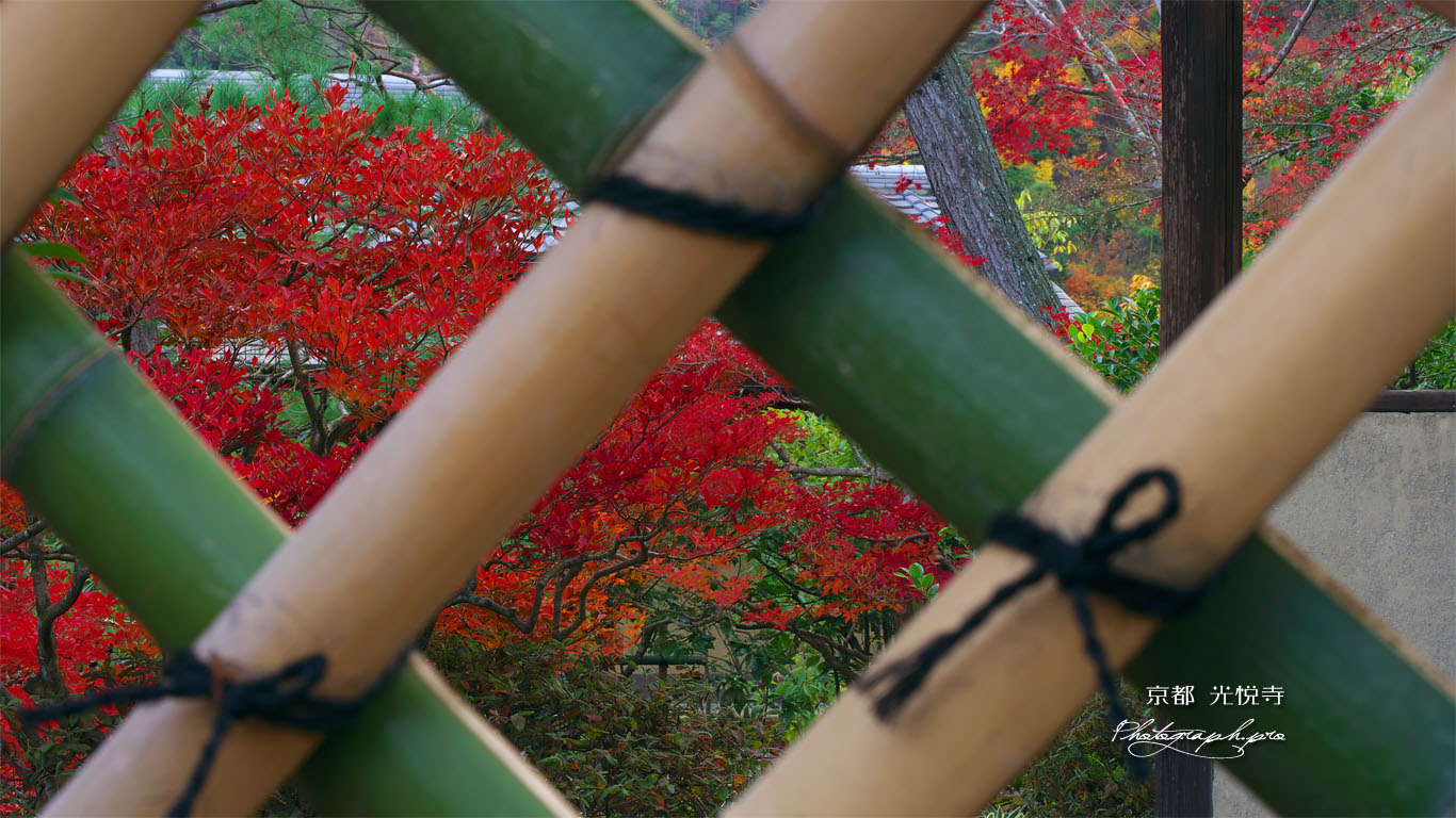 光悦垣越しのドウダンツツジ紅葉 壁紙