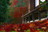 光悦寺本堂の散り紅葉