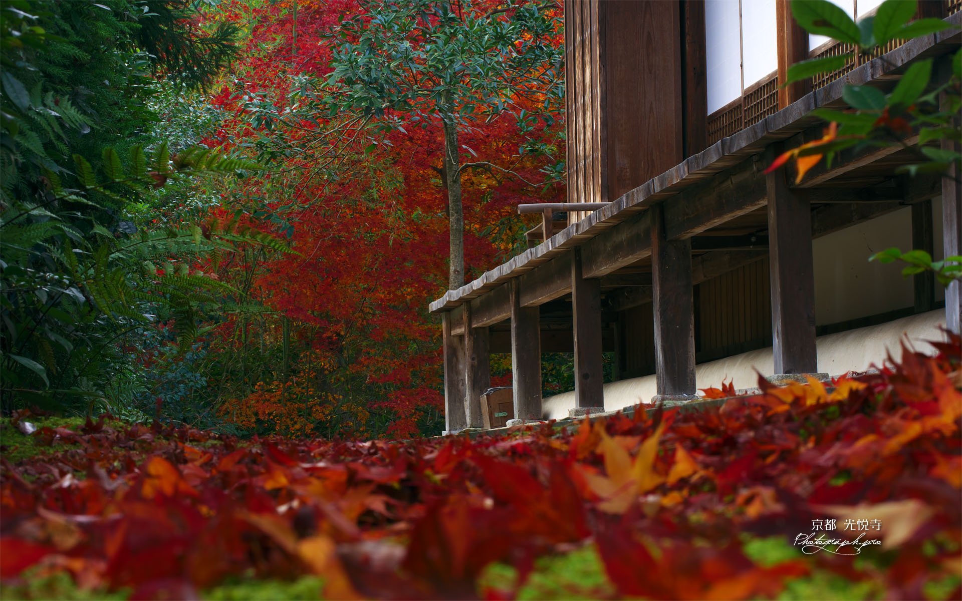 光悦寺本堂の散り紅葉