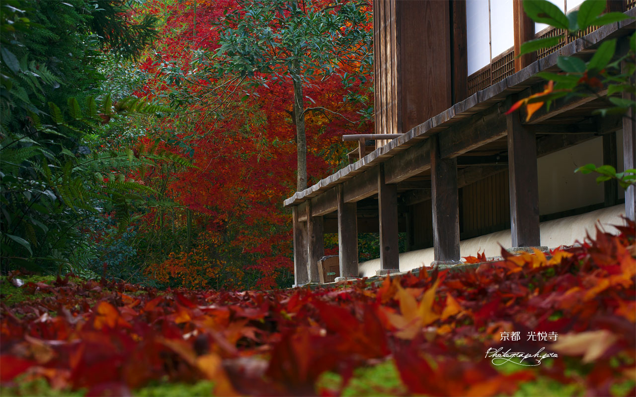 光悦寺本堂の散り紅葉 壁紙