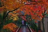 光悦寺