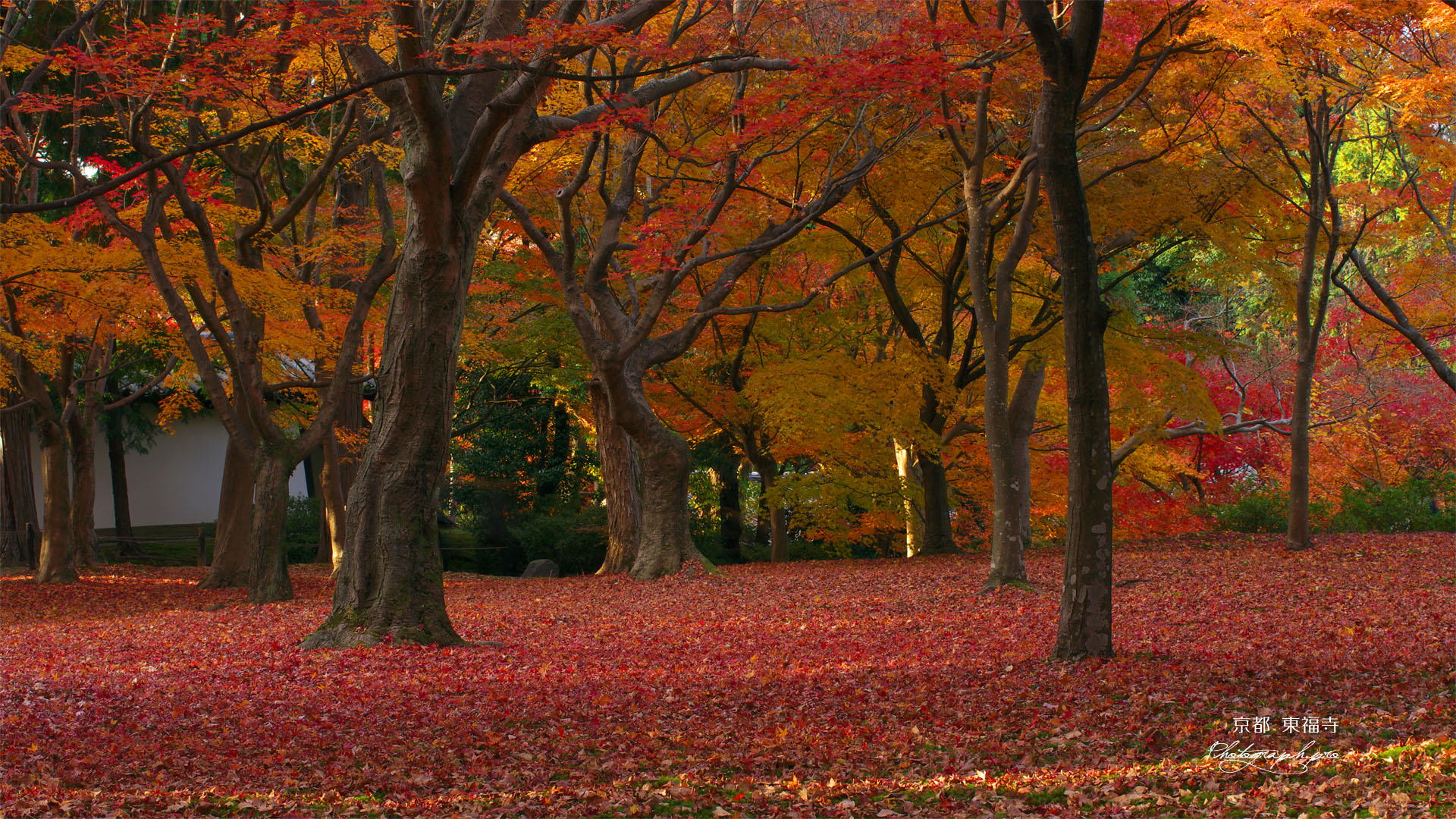 東福寺洗玉澗庭園の紅葉
